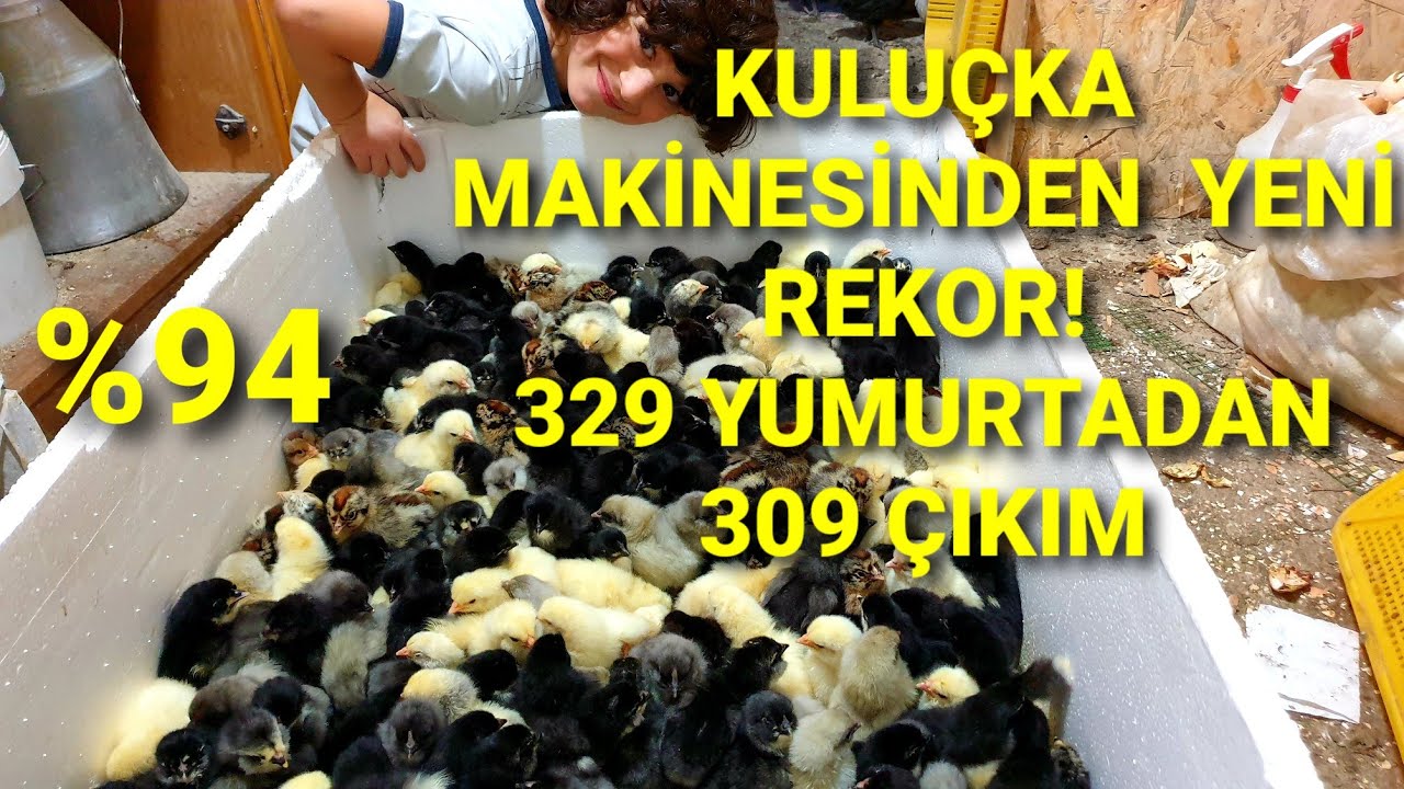 KULUÇKA MAKİNESİNDEN 309 CİVCİV ÇIKTI! İBA KULUÇKAYA TAM NOT 