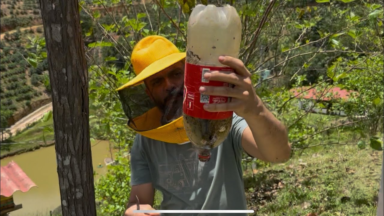 Como transferir abelha de uma isca pet para caixa impa de madeira padrão para produção de mel.
