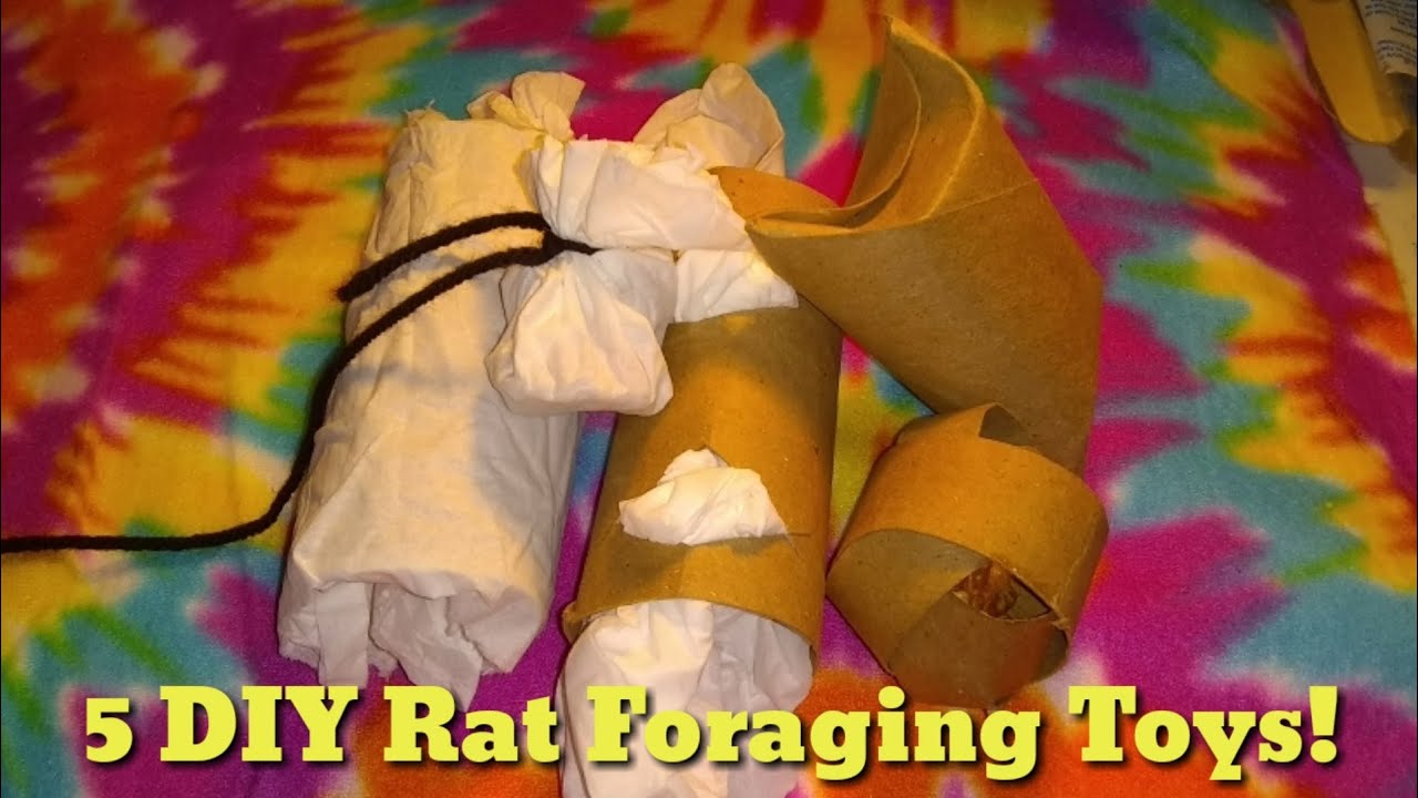 5 DIY Rat Foraging Toys!