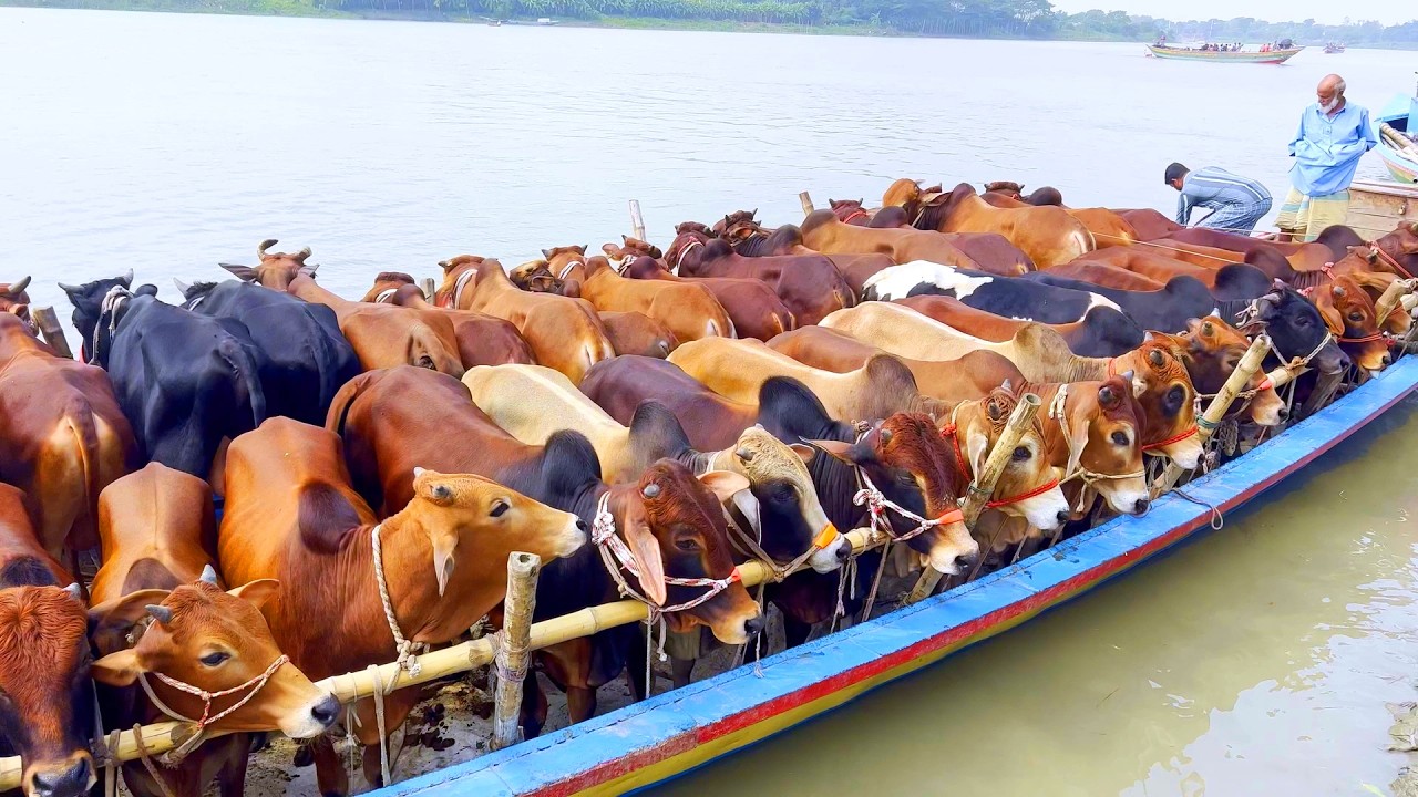 cow unloading, cow videos, cow video, animal, big cow, goru hamba cow, Ep- 319