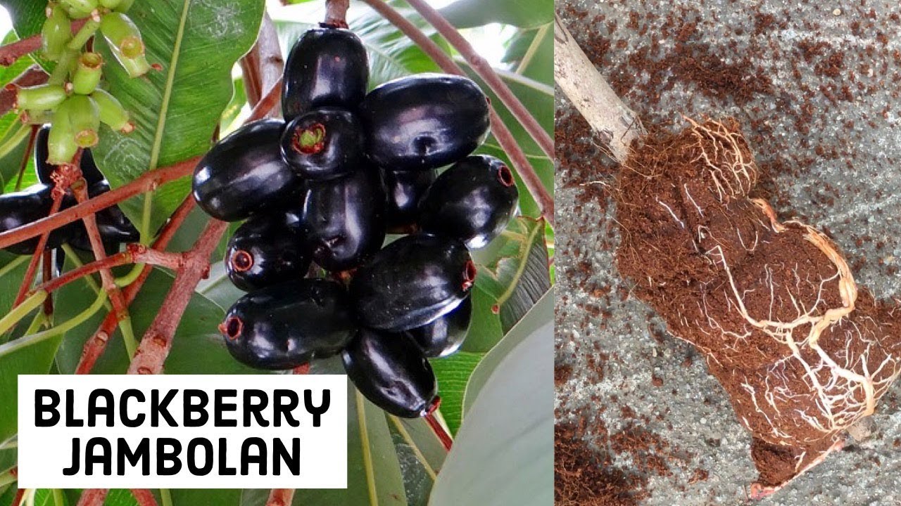 How to Propagate Java Plum By Air Layering (blackberry jambolan)