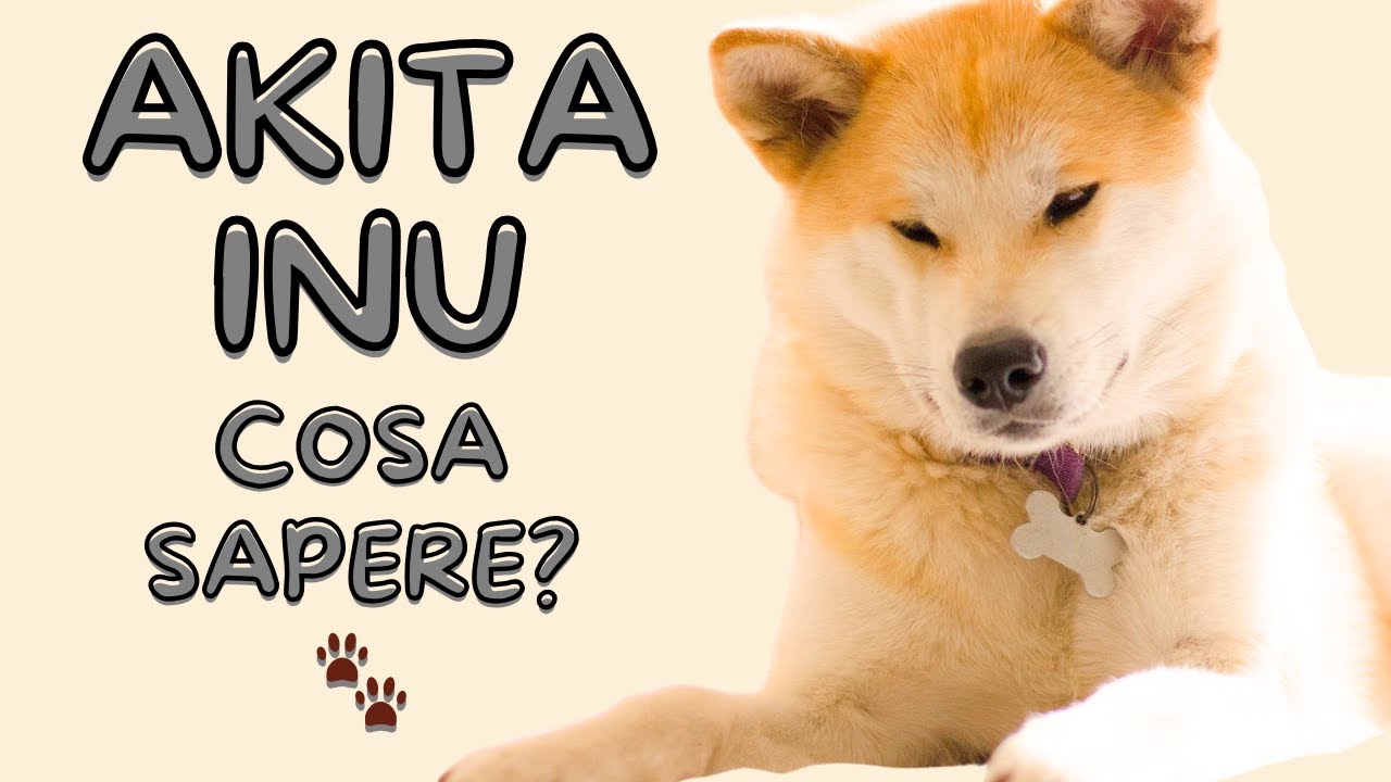 Akita Inu: segreti, consigli e errori da evitare con questo cane