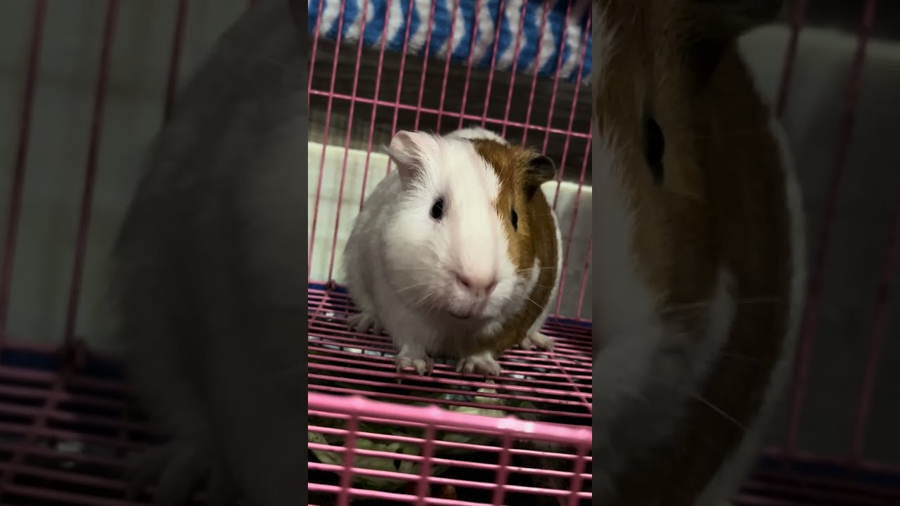 Watch These Guinea Pigs Wait for Food | Cute Guinea pig 🐹 🥒 🍅 #guineapig 