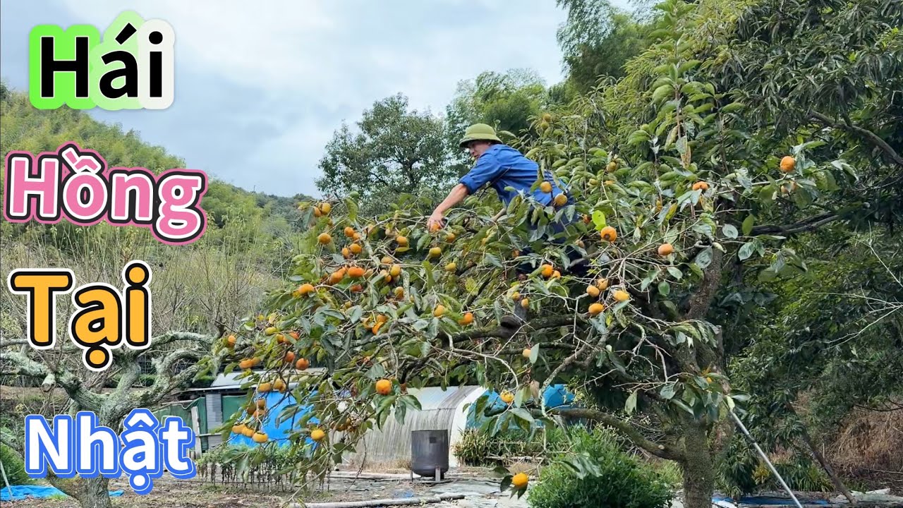 Hái Hồng Giòn, Nhặt Hạt Dẻ và Ăn Buổi Cơm Cùng Các Cụ Hàng Xóm Người Nhật.