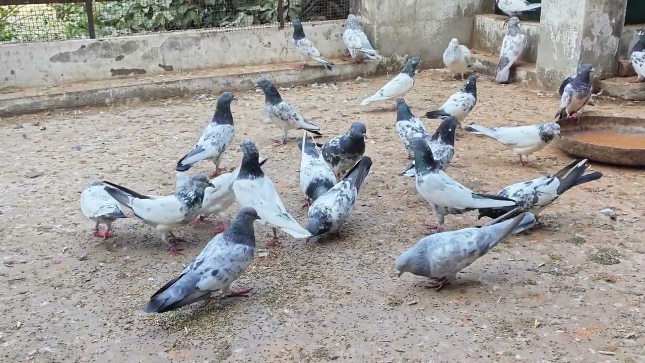 Teddy Pigeons (Mahboob Ullah Khan)
