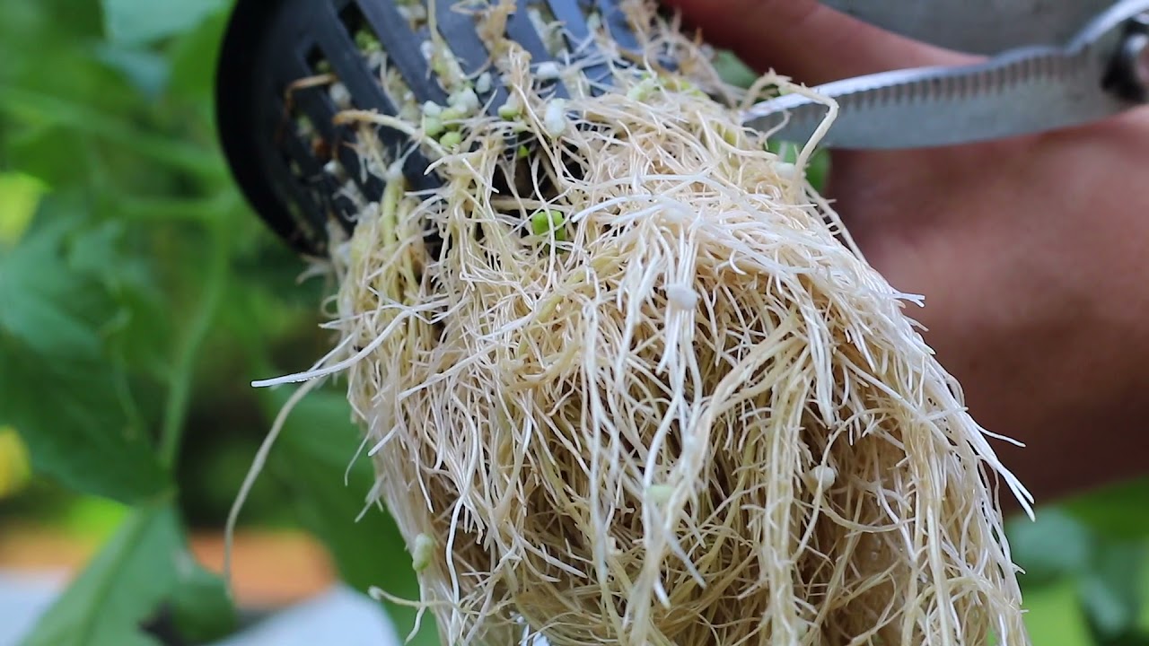 How to trim roots in your Hydroponic Victory Garden