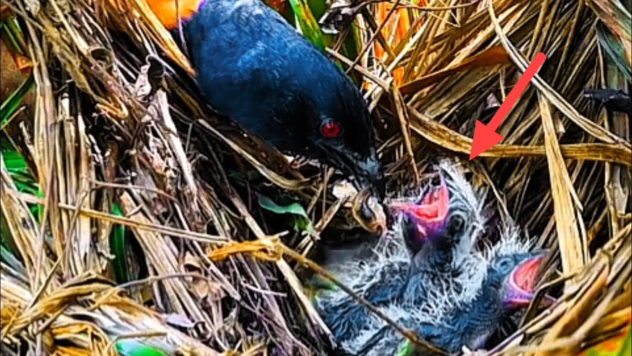 MAKANAN BESAR MENGGUBAH BAYI BURUNG JADI MONSTER