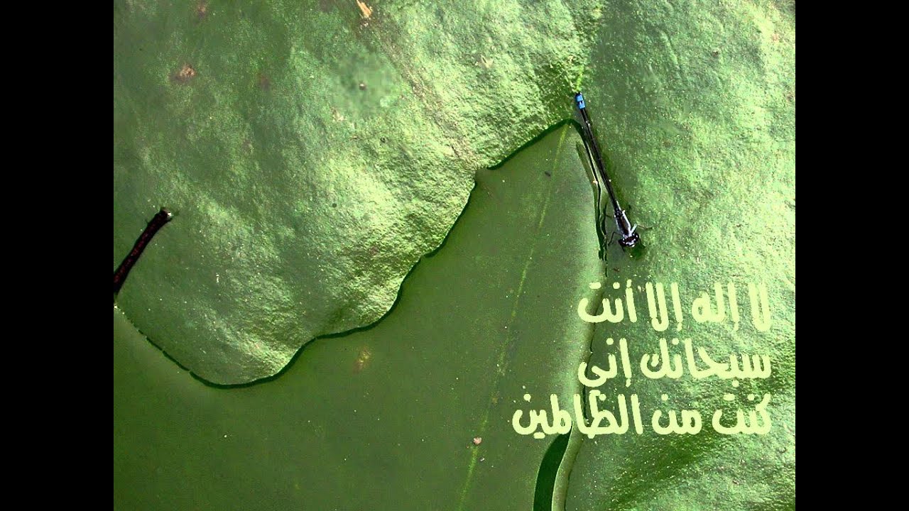 الرقية الشرعية سعيد القحطاني ابو معاذ
