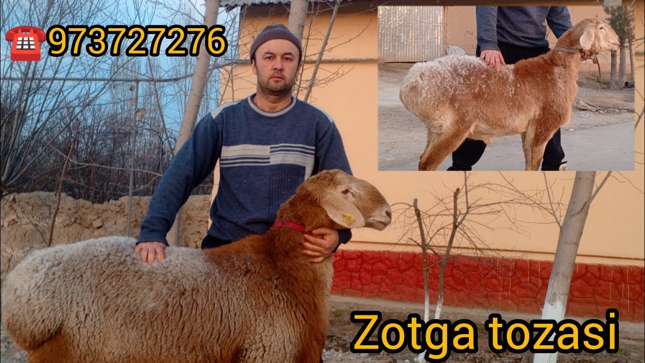 Soxibakaga zotga ARASHAN tozalari keldi ☎️973727276.