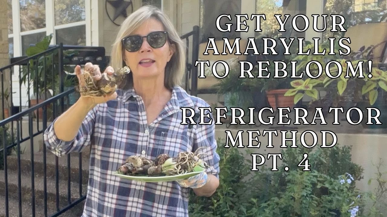 Get Your Amaryllis Bulbs To Rebloom - Refrigerator Method