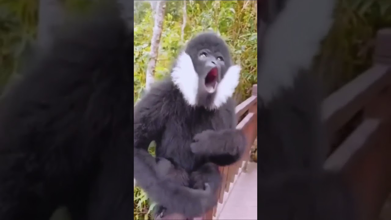 Amazing Chimpanzee Voice #shorts #grandindica #viralvideo