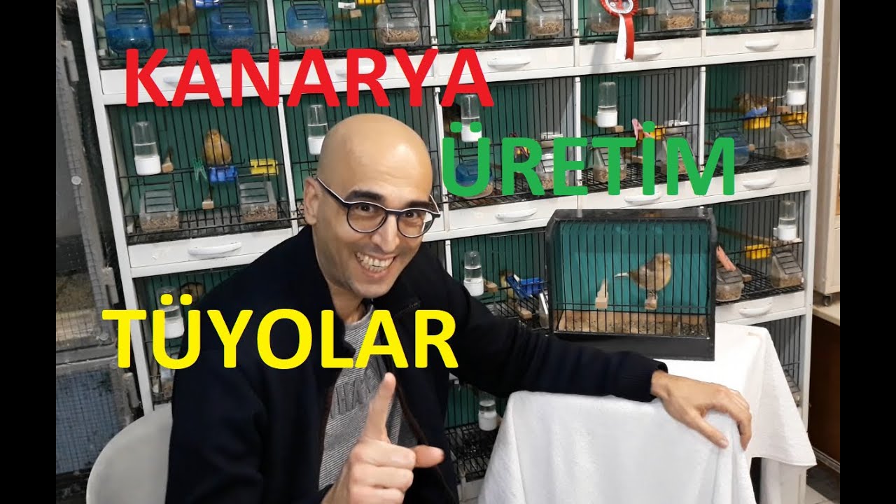 Kanarya Üretim Eşleştirme Bilinmeyenler(Vasıf İsteniyorsa Önce Dişi Kanarya)