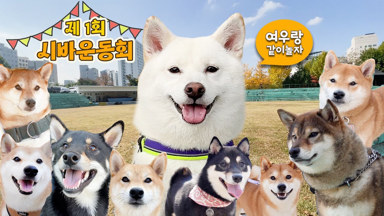 시바견 200마리 여기로 모여라! (전국 시바견 운동회를 개최해보았습니다 ㅋㅋ)