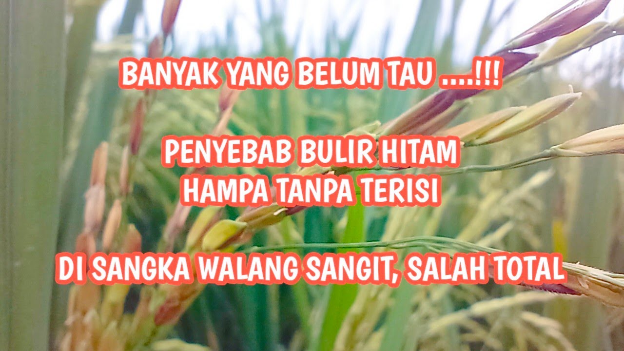 PENYEBAB BULIR PADI HITAM DAN HAMPA SAAT KELUAR MALAI