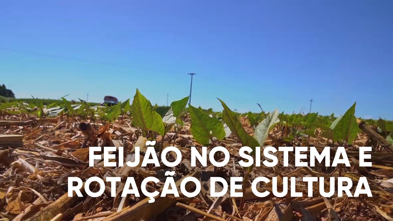 FEIJÃO NO SISTEMA DE ROTAÇÃO DE CULTURA - PROGRAMA #04 - AGRO EM FOCO TV DIGITAL - 04/03/21