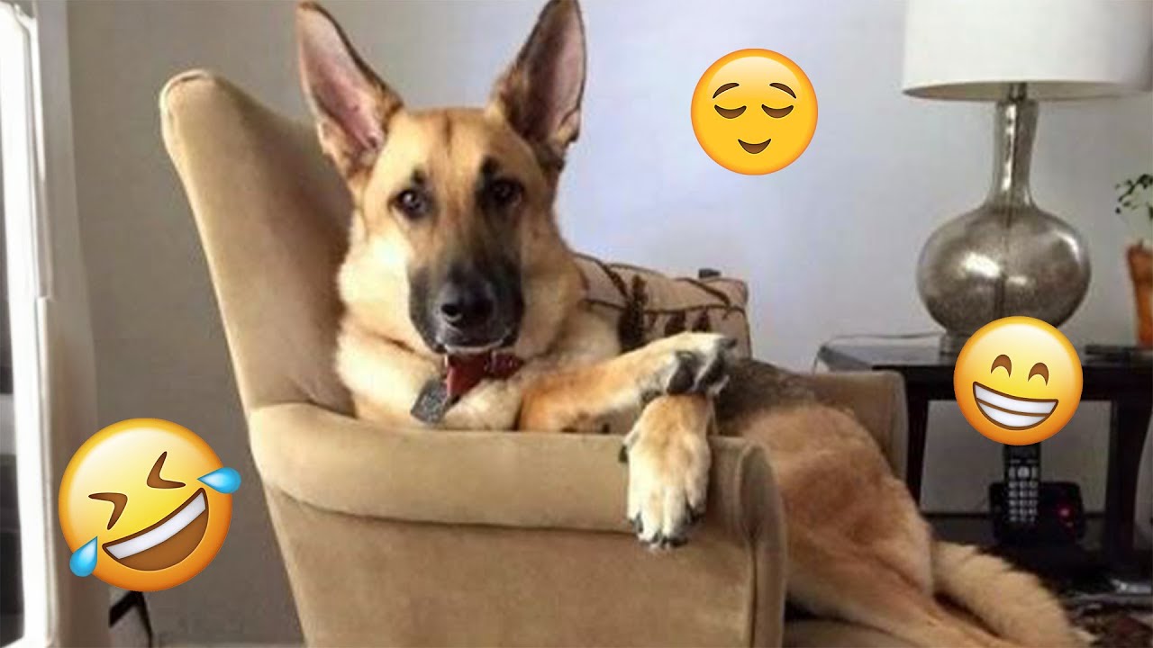 I dare you not to LAUGH at these FUNNY DOGS 😁🦮 - Best Funny Animals Videos 2025 #107