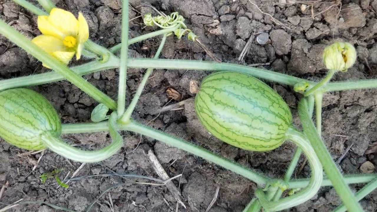 You Can Pollinate Melons