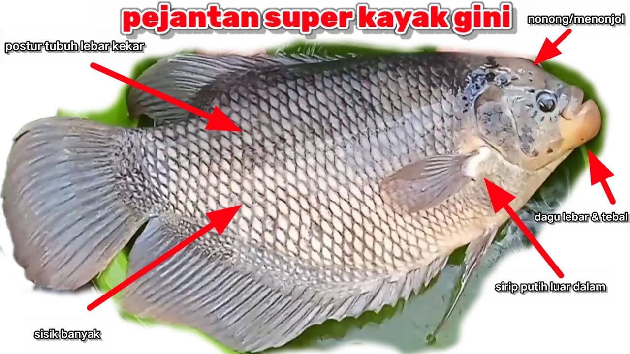 CARA MEMBEDAKAN INDUK GURAME JANTAN VS BETINA‼️