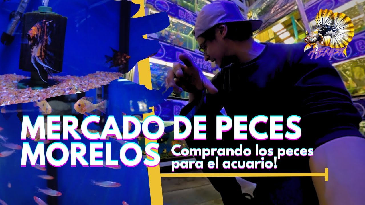 Comprando peces en el Mercado de Morelos - alekh2x