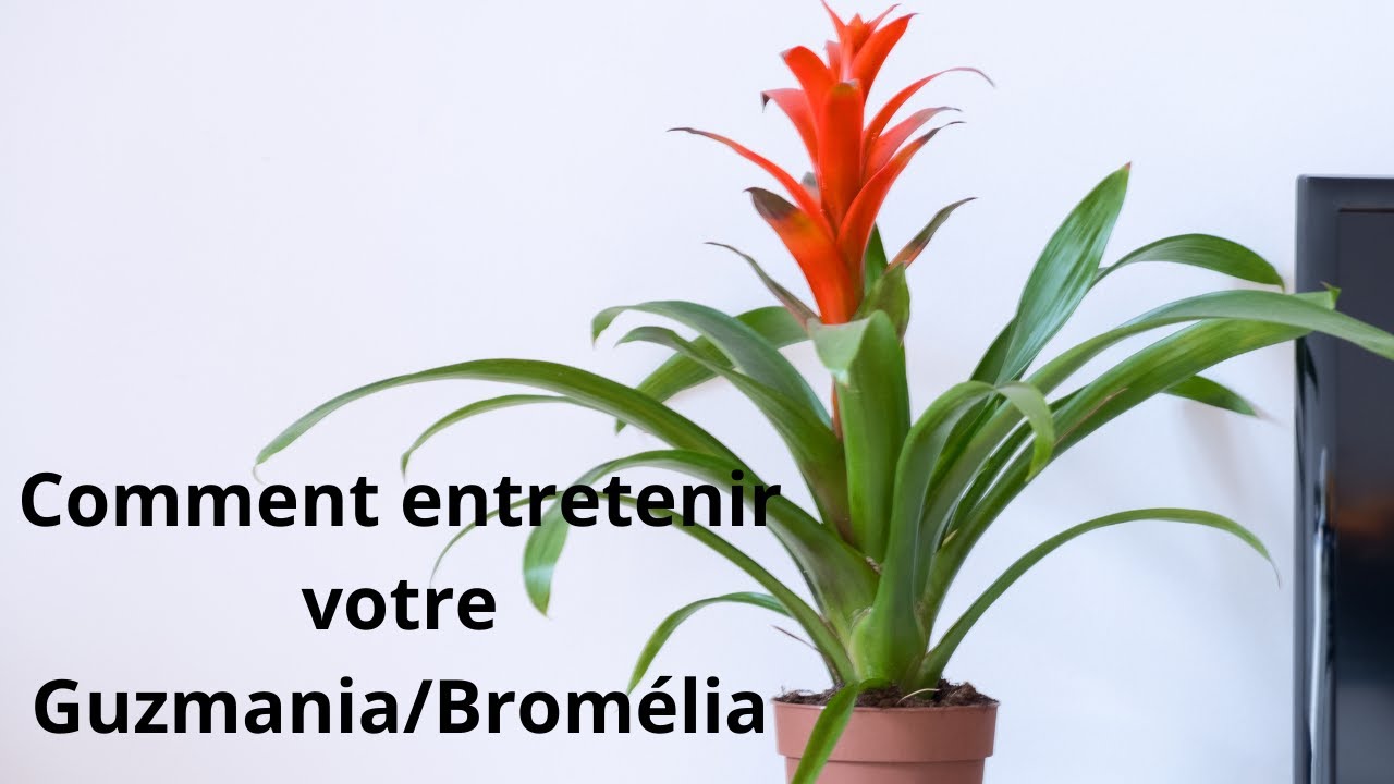 Guzmania bromelia