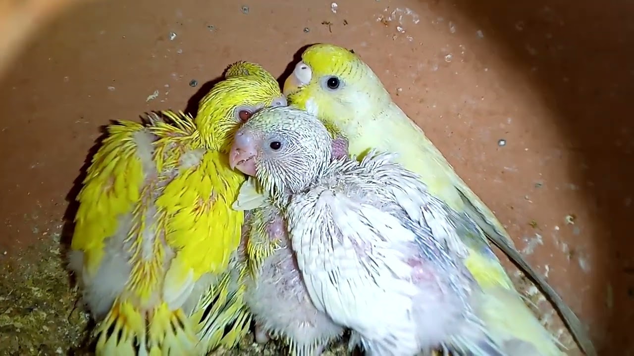 Budgies chicks progress in colony #foryou #budgies #budgieschicks #trendingvideos 