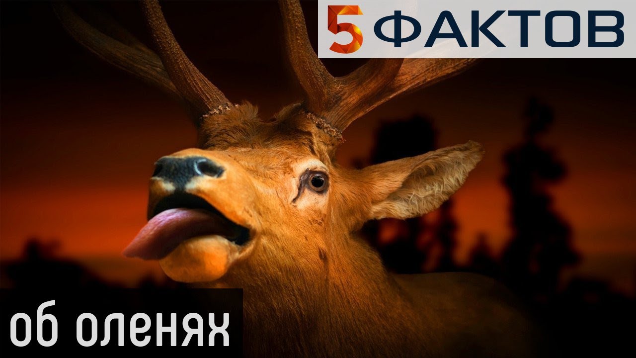 ⭐️ 5 ЗАБАВНЫХ фактов об ОЛЕНЯХ