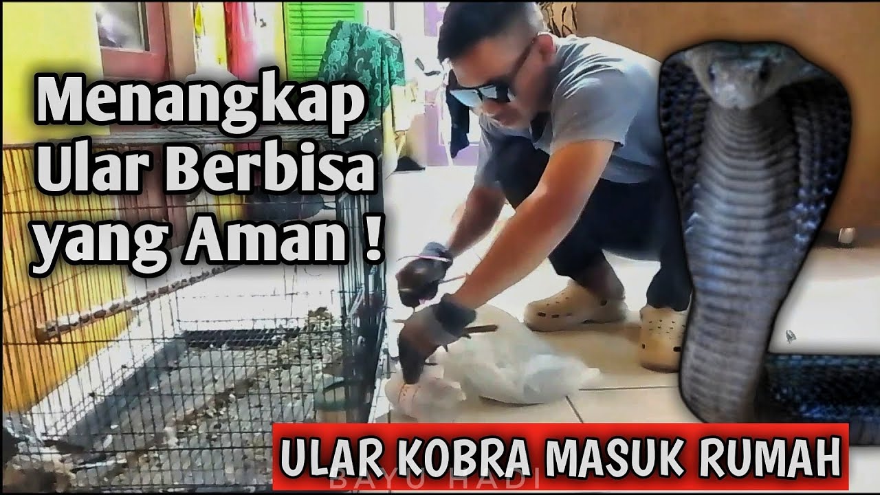 KETIKA PERKUTUT BERUBAH MENJADI ULAR KOBRA #trending #tv #youtubeshorts #kobra #viral #ular #venom 