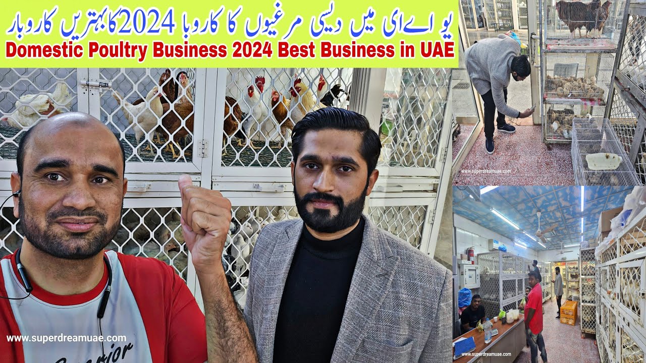 Domestic Poultry Business 2024 Best Business in UAE || How to start in dubai Poultry Chicken Busines