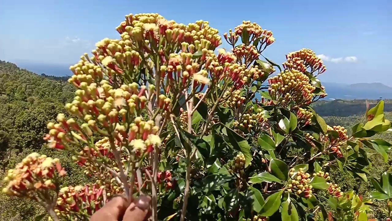 Cengkeh Zanzibar dari Kolaka