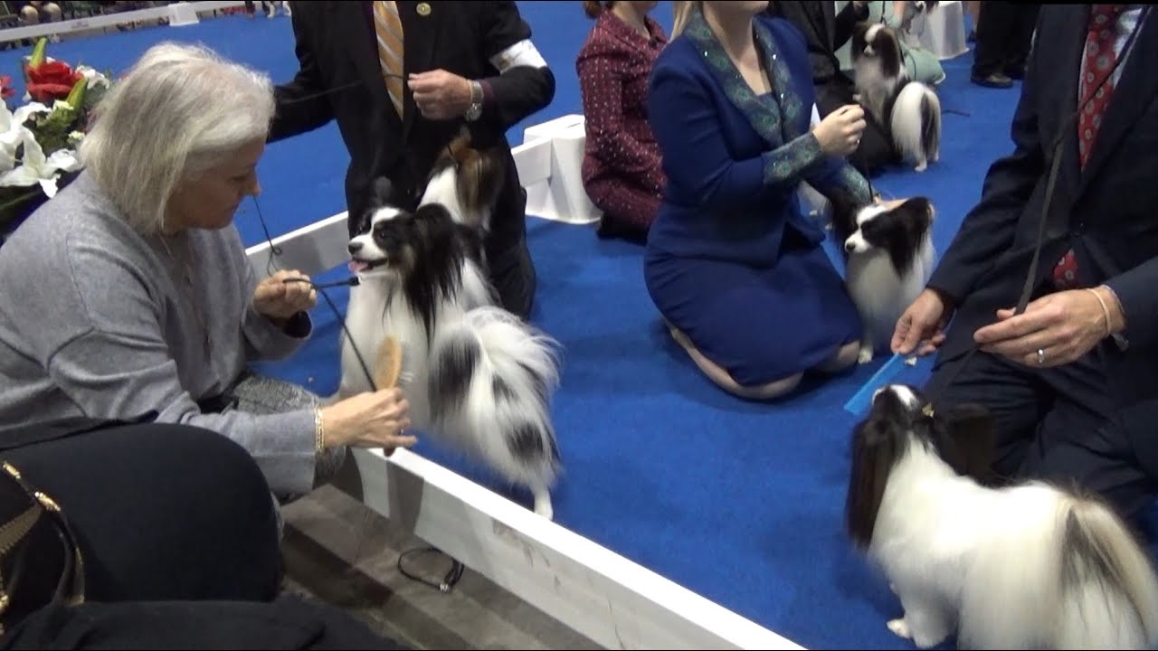 Papillon AKC National Champion Ship Show 2022 Florida