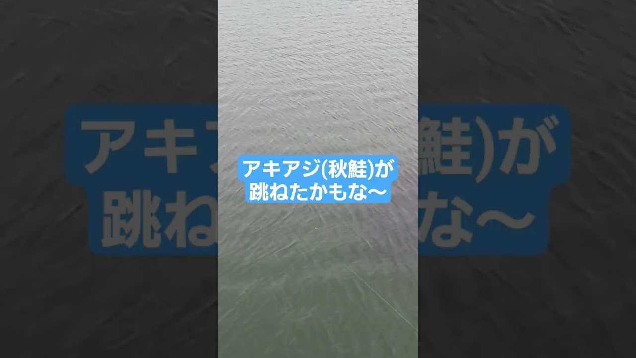 地元の北海道で海アメマス狙いに来たら、、、ウグイ！？ #北海道魚釣り　#まっちょニジ