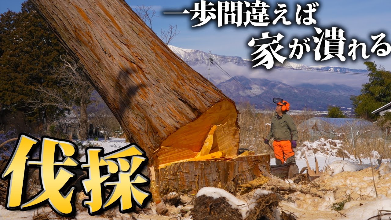【職人技】”家の真横に20m級の巨木”プロのチェーンソー技術が凄すぎる…【廃墟復興407日目】#1