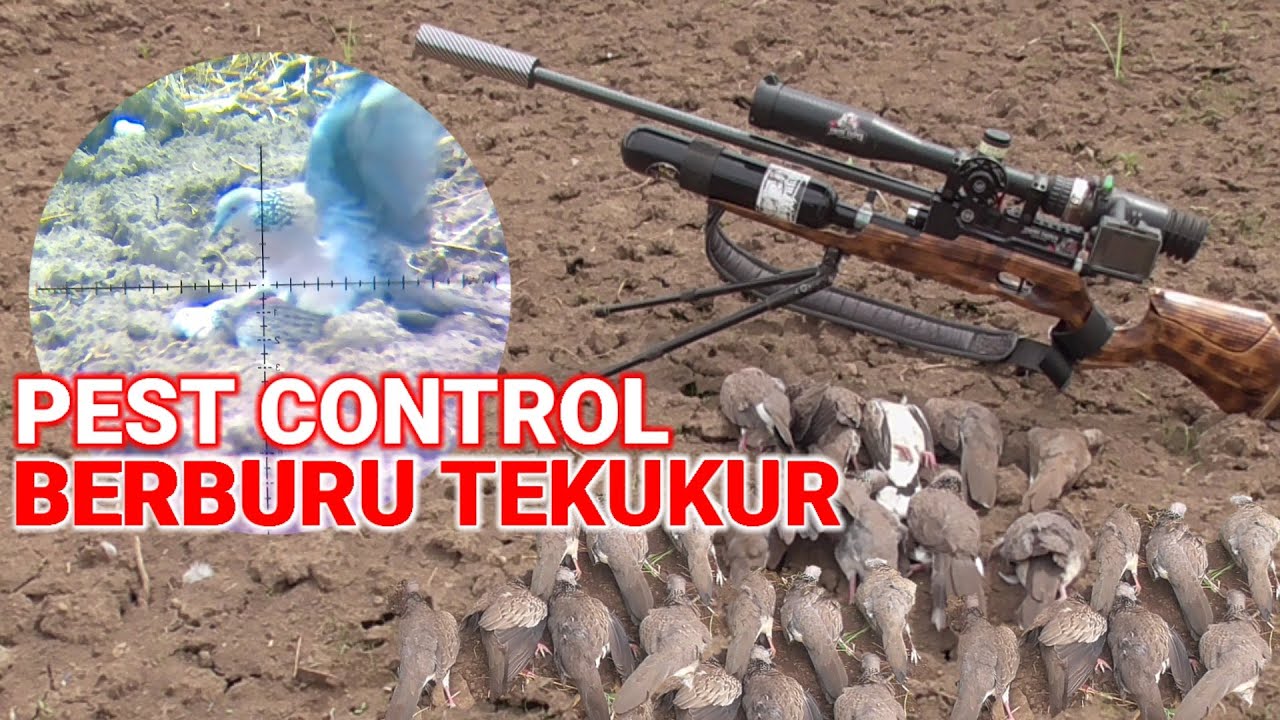 🔴Pest Control‼️Berburu tekukur super melimpah dan super santay😍