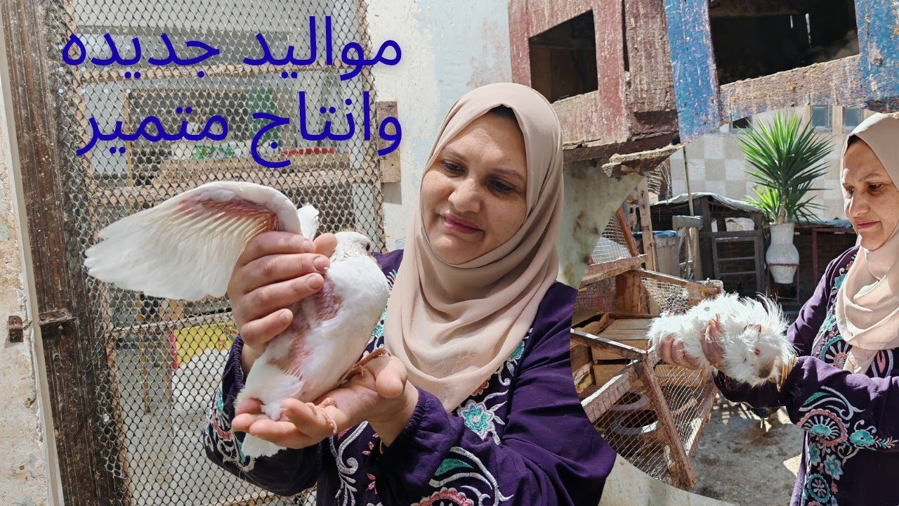الارنبه مسعده الجديده واولادها التسعه ومواليد جديده عند الزؤزؤ
