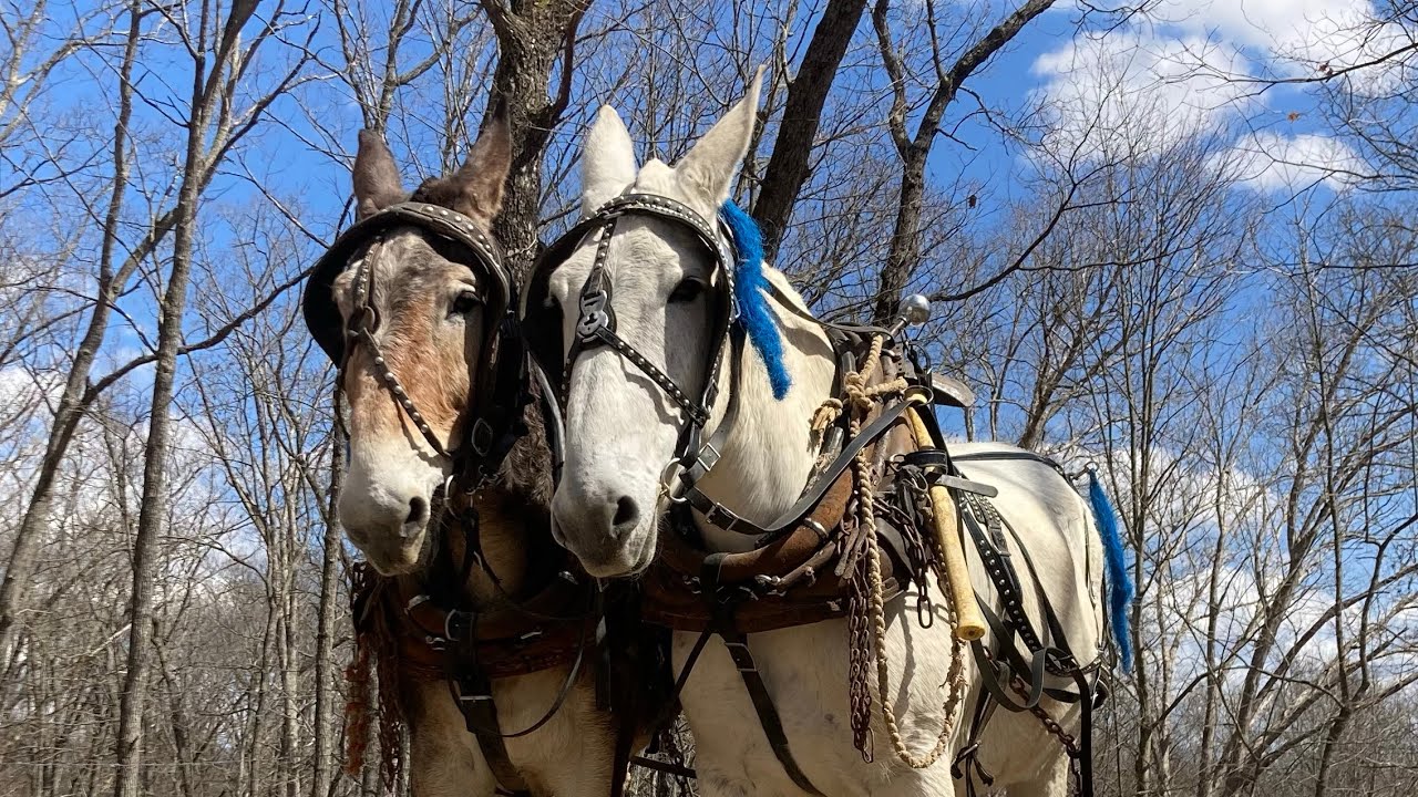 Logging White Oak With Mules
