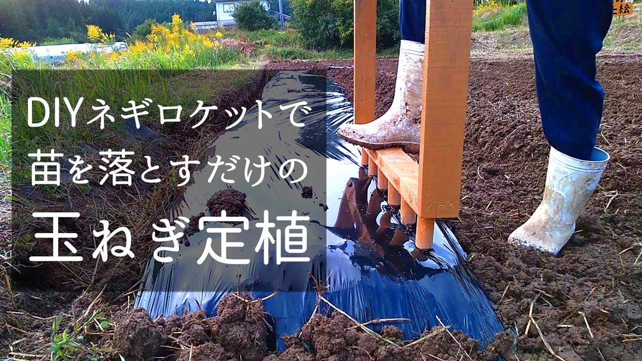 【自給自足】DIYネギロケットで苗を落とすだけの簡単な玉ねぎ定植