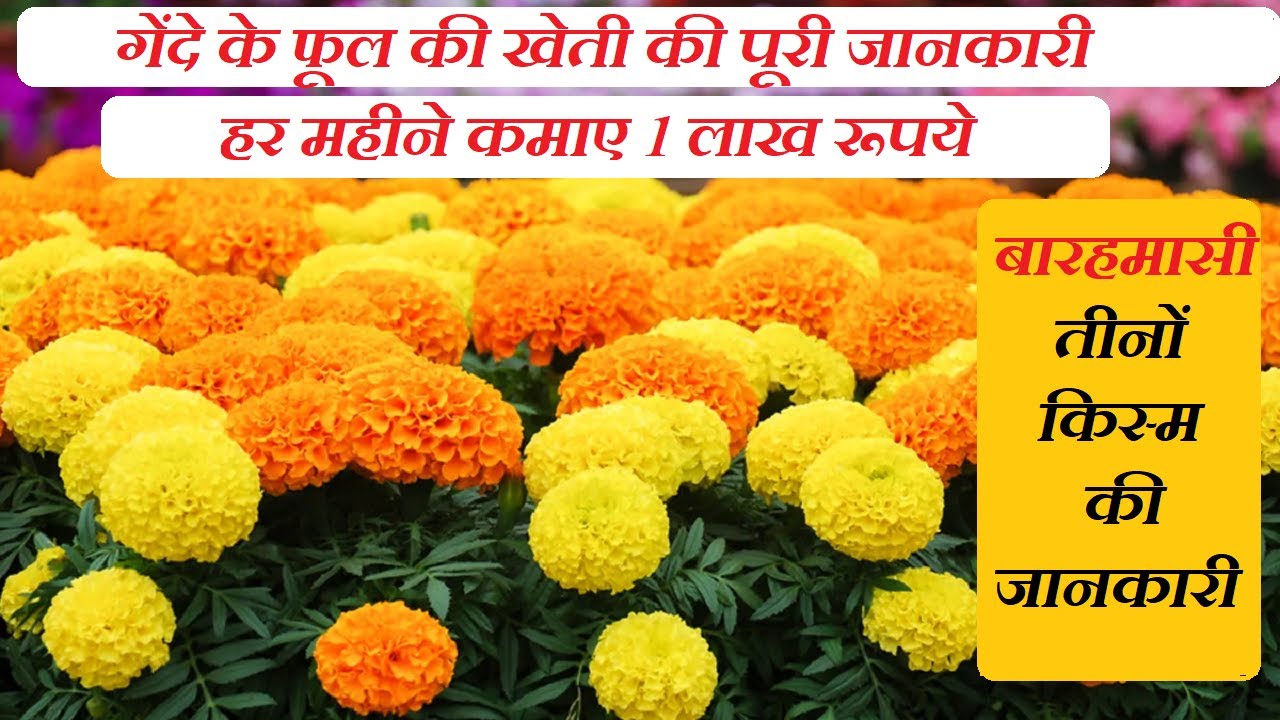 गेंदे के फूल की खेती कैसे करे | गेंदे के फूल की खेती की पूरी जानकारी | Marigold flower farming