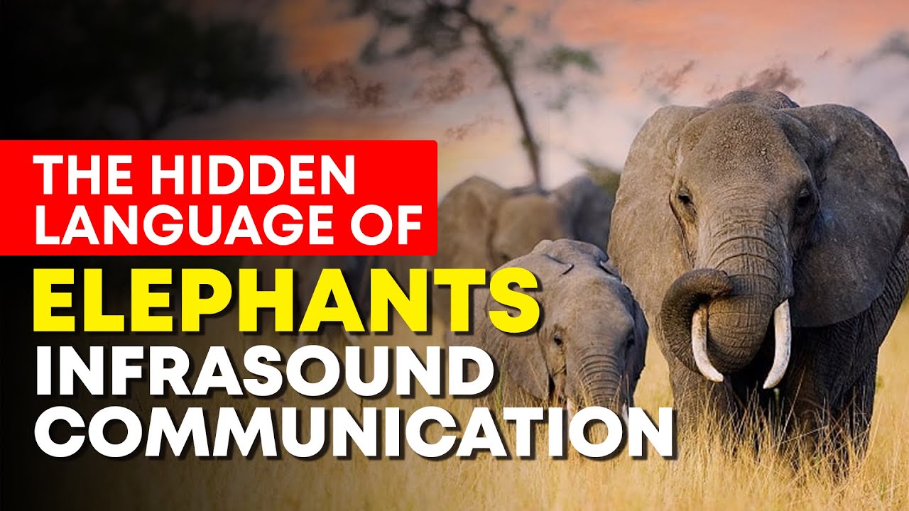 How Elephants Talk in Secret: The Science of Infrasound Communication