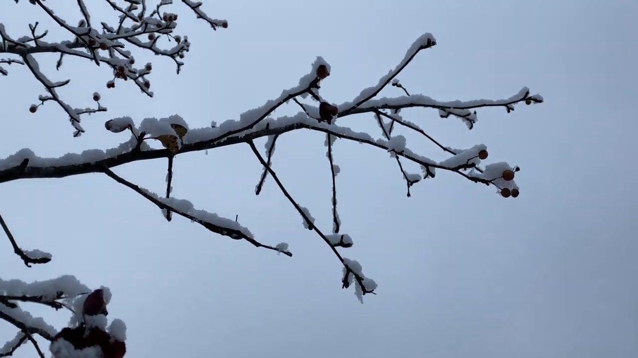 ASMR Snow Melting ~ Forest Sounds (Relaxing)