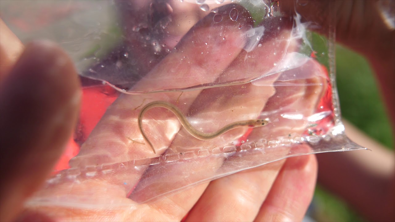 Catching glass eels