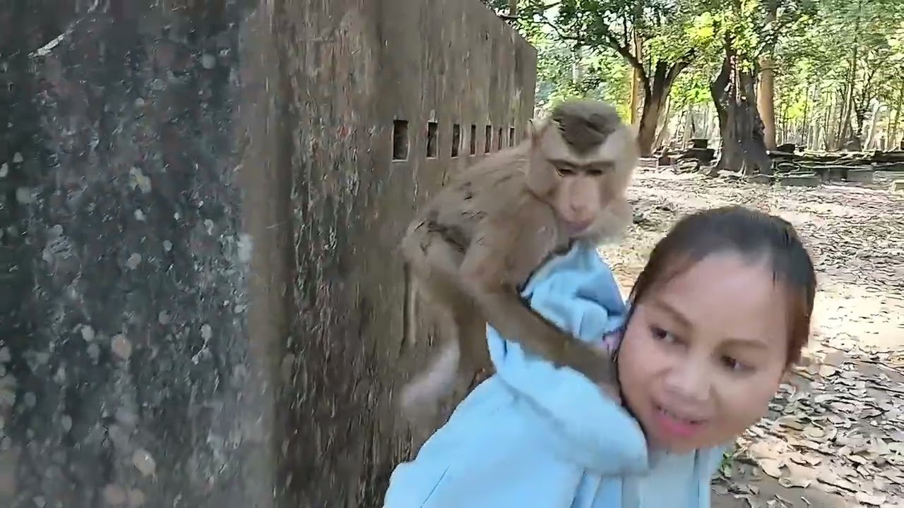 Adorable Baby Monkeys Making Friends With Humans — Peanut Hunt Begins!