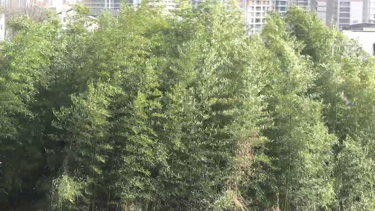 Strong Wind in Bamboo Forest | Relaxing Nature Sounds for Sleep, Relax View & Sound, White Noise