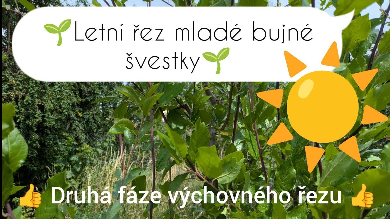 ☀️🌱 Letní řez mladé bujné švestky 🌱☀️
