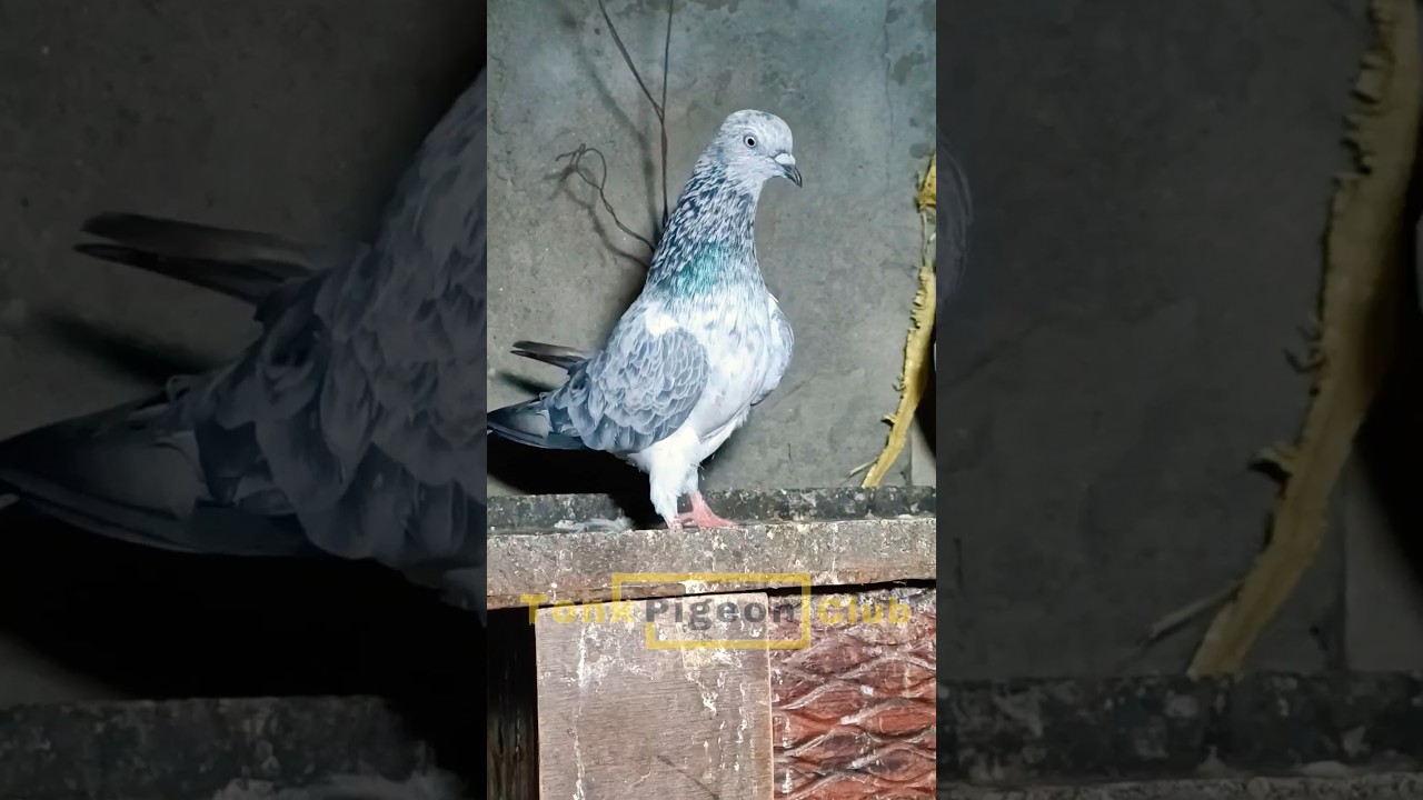 Nadeem Bhai Kalipaltan Pigeons | Bhure Bajre Kabootar | #tonkpigeonclub #kabootar #pigeon #shorts