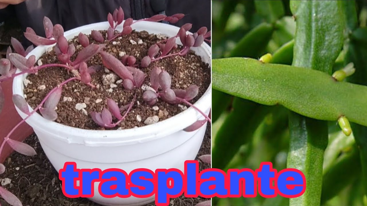 Trasplante de plantas colgantes