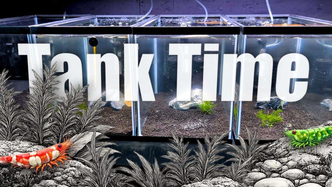 TANK TIME 