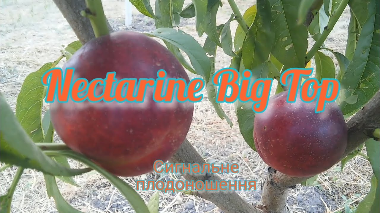 Nectarine Big Top . Сигнальне плодоношення нектарина Біг Топ