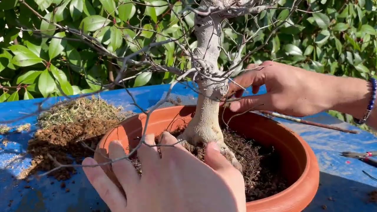 RINVASO FAGUS CRENATA - Rinvaso primaverile faggio bonsai
