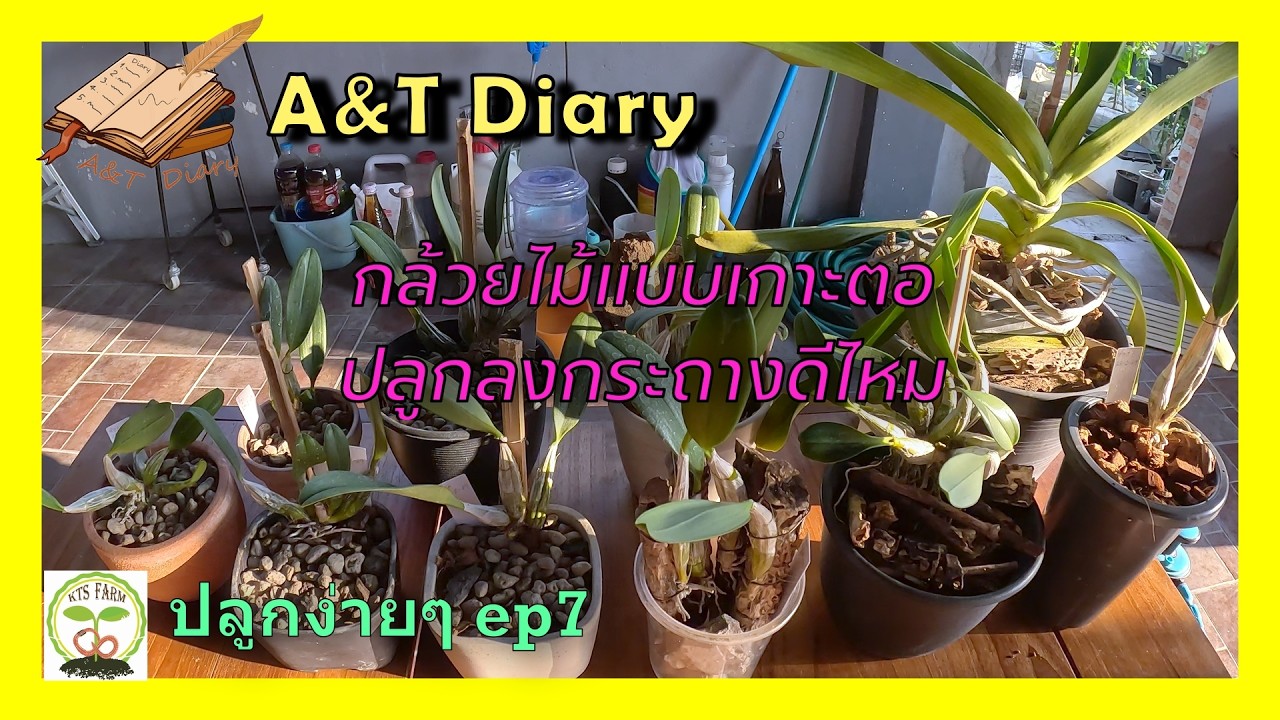 ปลูกง่ายๆ EP7 : วิธีปลูกกล้วยไม้แบบเกาะ แต่ออยากเอาลงกระถาง / A&T  Diary