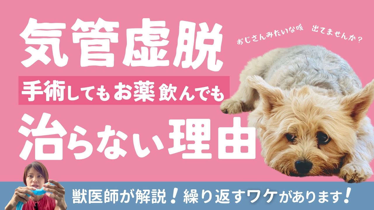 【獣医師が解説】気管虚脱で手術をしてもお薬を飲んでも繰り返すワケ
